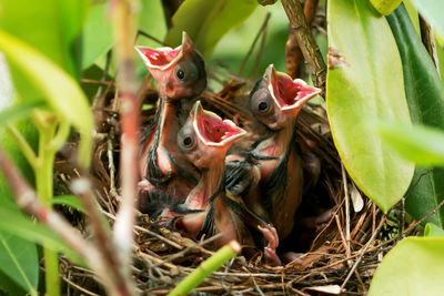 Three six day old cardinals in their nest with their mouths open waiting for mom to come feed them