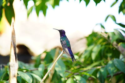 Close-up of a bird