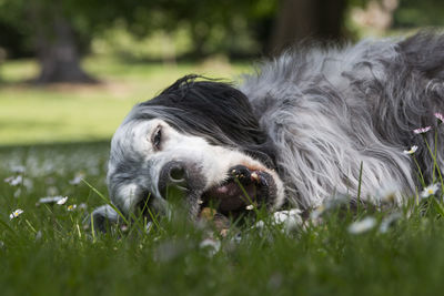 Portrait of a dog on field