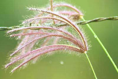 Close-up of flower against blurred background