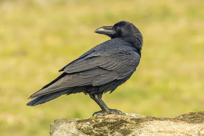 Close-up of bird perching