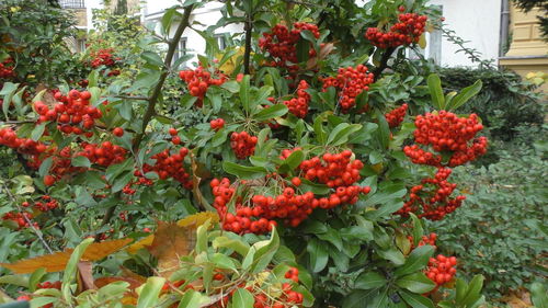 Close-up of red berries on tree