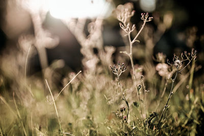 Close-up of flowering plants on field