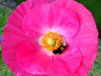 Close-up of bee on pink flower