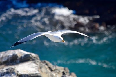 Seagull flying over sea