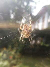 Close-up of spider on web