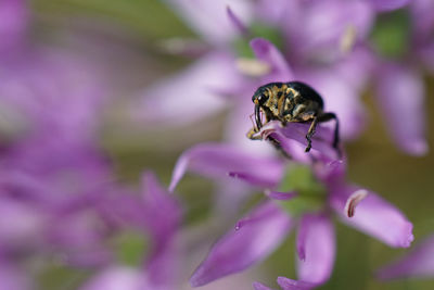 Close-up of insect on purple flower