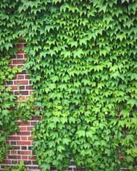 Full frame shot of ivy on wall