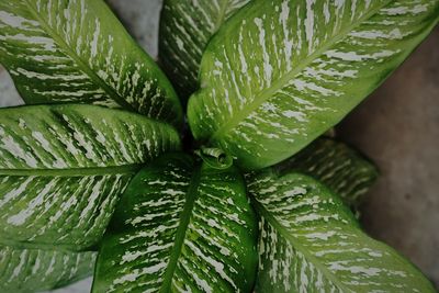 Top view of garden plant with leaves spread across