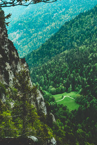 Scenic view of forest