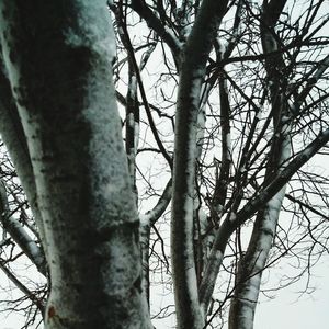 Low angle view of bare trees against sky