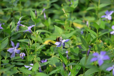 Close-up of honey bee on purple flowers