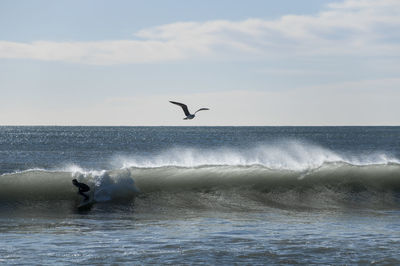 Birds flying over sea against sky
