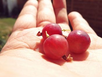 Close-up of hand holding fruit