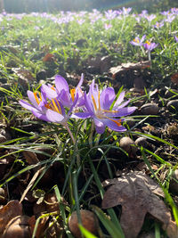 Close-up of purple crocus flowers on field