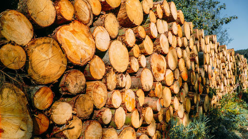 Stack of logs in forest