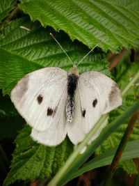 Close-up of butterfly on leaf