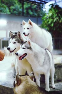 View of two dogs