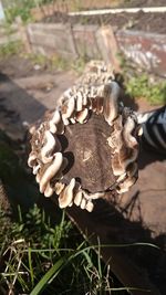 Close-up of mushrooms growing on field