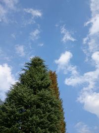 Low angle view of tree against sky