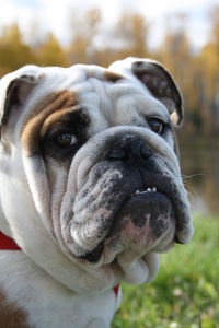 Close-up portrait of english bulldog