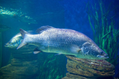 Fish swimming in sea