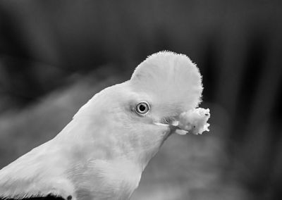 Close-up of a bird