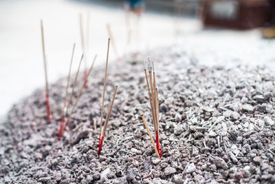 Incense inside buddhist temple