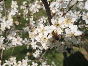 Close-up of white cherry blossoms in spring