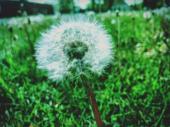 Close-up of dandelion