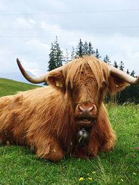 Portrait of cow on field against sky