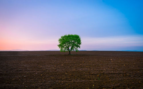 Trees on landscape against blue sky