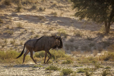 Side view of wildebeest in forest