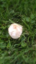 Close-up of plant growing on field