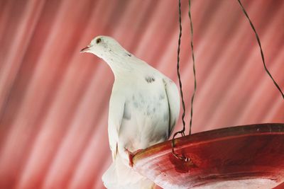 Close-up of bird perching on red