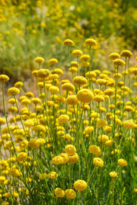 Close-up of yellow flowering plants on field