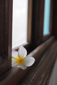 Close-up of white flowers