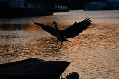 Bird flying over lake