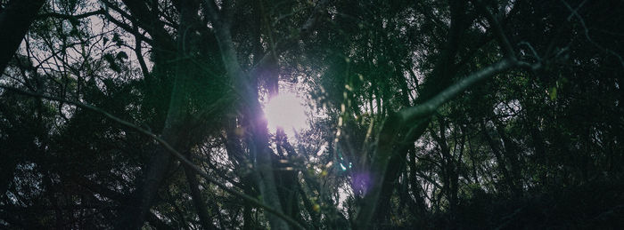 Trees growing at night