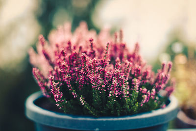 Close-up of purple potted plant