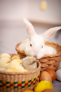 Close-up of rabbit in basket