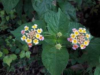 Close-up of fresh white flowers blooming in park