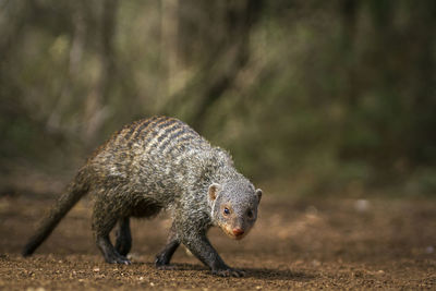 Full length of mongoose walking in forest