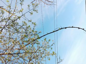 Low angle view of tree against sky