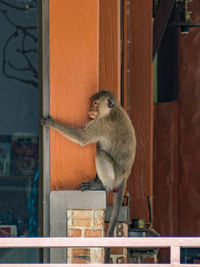 Close-up of monkey