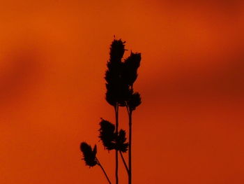 Silhouette plant against orange sky during sunset