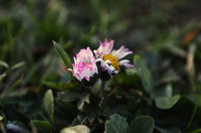 Close-up of pink flower blooming outdoors