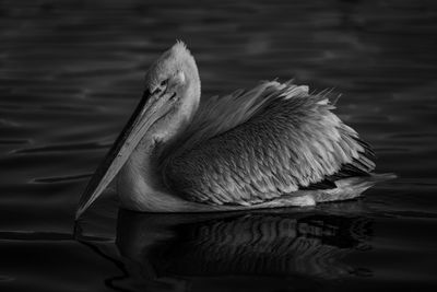 Close-up of pelican