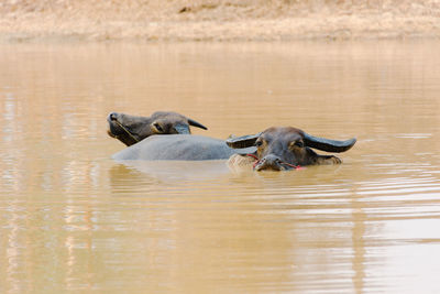 Two buffalo in the river