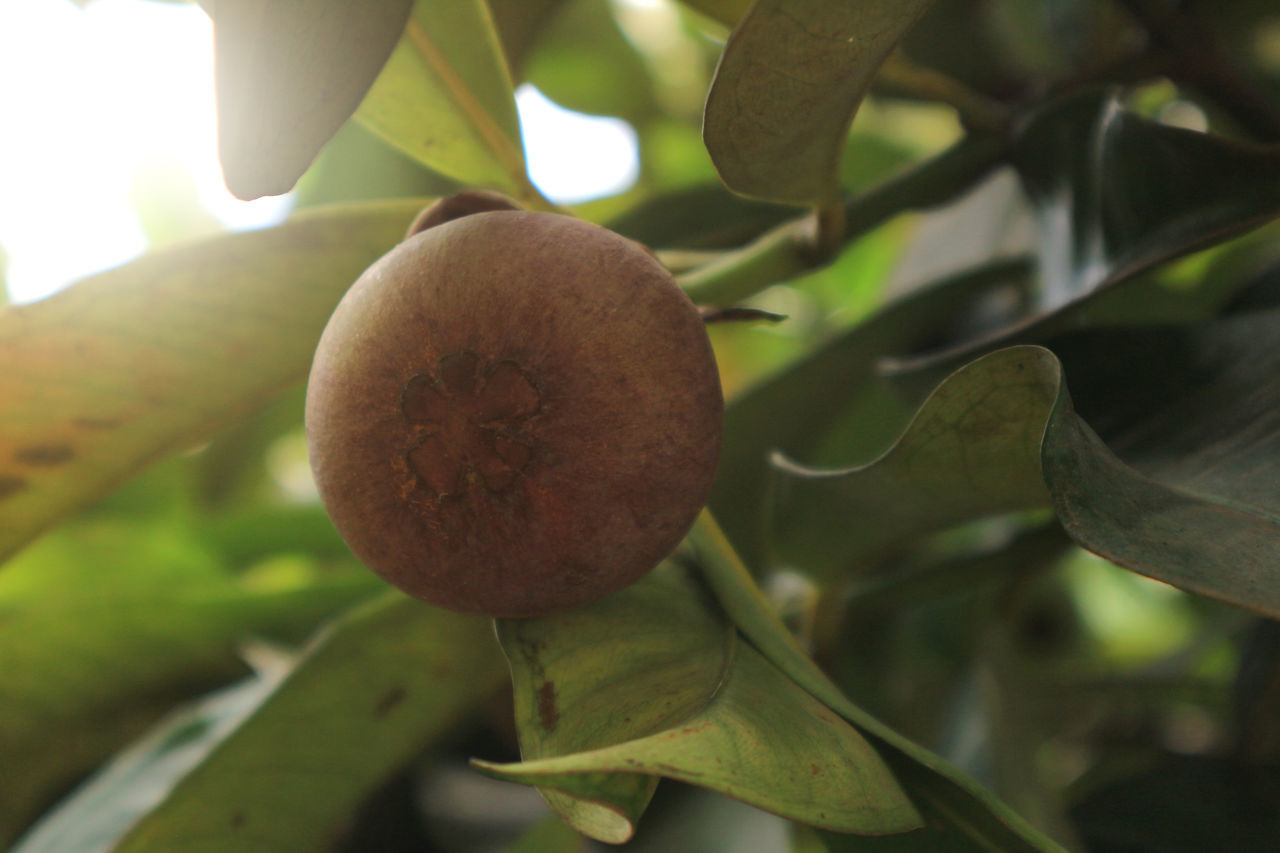 CLOSE-UP OF FRUITS ON TREE